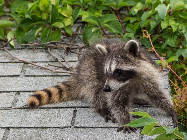 Austin Wildlife Removal