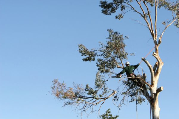 Austin Tree Trimming